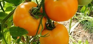 Beskrivning av tomatsorten Amber och dess egenskaper