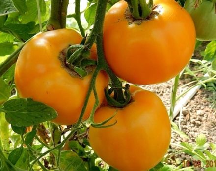 Descripción de la variedad de tomate Amber y sus características