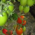 Pomidorų Niagara veislės savybės ir apibūdinimas, derlius