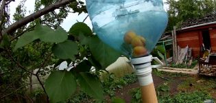 När och hur man använder verktyg för att samla in aprikoser från ett högt träd med egna händer