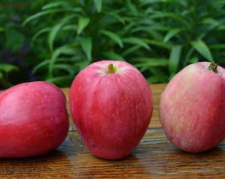 Huvudkaraktäristik och beskrivning av den sommaren randiga äpplesorten, underarter och deras distribution i regionerna