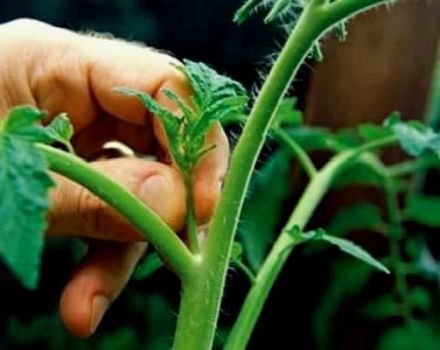 Az uborka melegítésének az üvegházban történő metszési rendszere a jó termés elérése érdekében