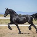 Všeobecné vlastnosti čiernych koní, farebné variácie, živočíšne druhy