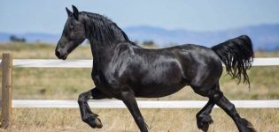 Bendrosios juodųjų arklių savybės, spalvos kitimas, gyvūnų rūšys