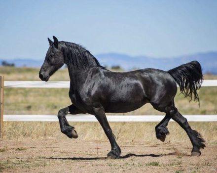Bendrosios juodųjų arklių savybės, spalvos kitimas, gyvūnų rūšys