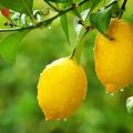 How best to store lemons at home, rules and expiration dates for different methods