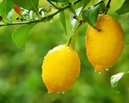 Kaip geriausia laikyti citrinas namuose, skirtingų metodų taisyklės ir galiojimo laikas