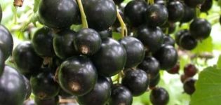 When black and red currants ripen, how to determine ripeness