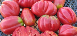 Amerikinio briaunoto pomidoro charakteristikos ir priežiūros ypatybės