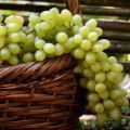 Vynuogių veislės aprašymas ir savybės Dovana Zaporožė, privalumai, trūkumai ir auginimas