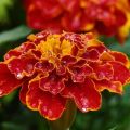 Useful properties of marigolds from pests, why plant in the garden