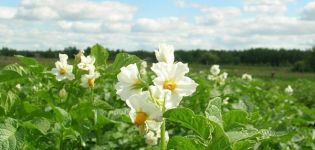 Är det möjligt att spraya potatisar under blomningen från Colorado potatisbagge?