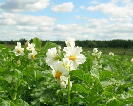 Är det möjligt att spraya potatis under blomningen från Colorado potatisbagge?