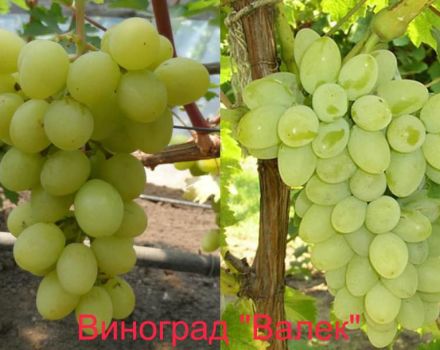 A Valek szőlőfajtájának tenyésztési előzményei, leírása és jellemzői, valamint a hibrid termesztésének sajátosságai