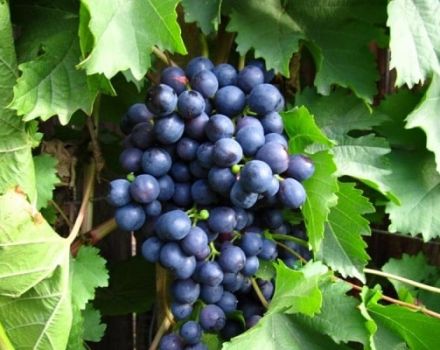 Ankstyvosios Magaracha vynuogių veislės istorija, aprašymas ir ypatybės bei auginimo taisyklės