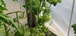 Kenmerken en beschrijving van het tomatenras Stick