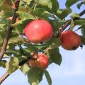 Beskrivning av äppelsorten Gornoaltaiskaya, odlingsfunktioner och avelshistoria