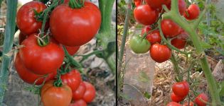 Argonauto pomidorų veislės ir jos savybių aprašymas