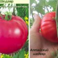 Variedades de variedades de tomate Obra maestra, su descripción y rendimiento.