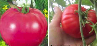 Pomidorų veislių veislės šedevras, jo aprašymas ir derlius