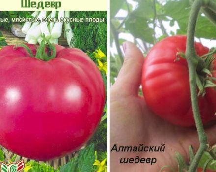 Varianter av tomatsorter Mästerverk, dess beskrivning och utbyte