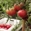 Uralo milžiniškų pomidorų veislės charakteristikos ir aprašymas, derlius