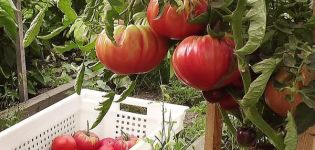 Charakteristiky a opis odrody Ural obrích paradajok, jej výnos