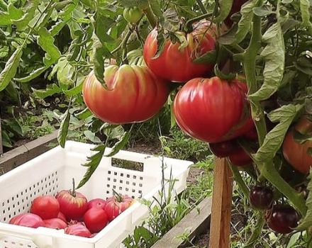 Caractéristiques et description de la variété de tomate géante de l'Oural, son rendement