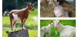 Kodėl ožka numeta svorio ir ką daryti, problemos sprendimo būdai ir prevencija