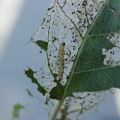 Folk- och kemiska metoder för att hantera larv av silkesorm på äppelträd, förebyggande