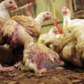Symptomer på coccidiose hos kyllinger og de bedste behandlingsmetoder, forebyggende foranstaltninger