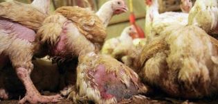 Symtom på coccidios i kycklingar och de bästa behandlingsmetoderna, förebyggande åtgärder
