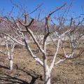 Hoe abrikozen in de zomer, lente en herfst te bemesten tijdens het vruchtlichamen en na het oogsten, hoe te bemesten
