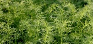 Description of the dill variety Salute, recommendations for growing and care