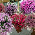 وصف وخصائص أنواع زهور البتونيا وتصنيف الأنواع والألوان