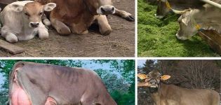 Beschreibung und Eigenschaften schwedischer Kühe, Merkmale des Inhalts