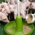 Waar is het mengvoeder voor biggen en varkens van gemaakt, soorten en de beste producenten