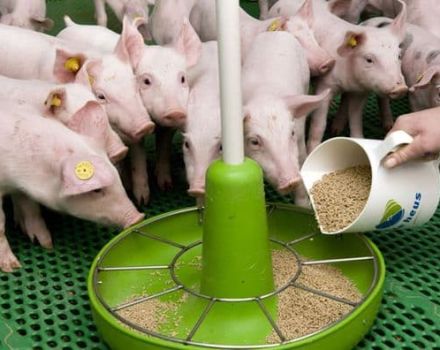 Vad är foderblandningen för smågrisar och grisar gjorda av, typer och de bästa producenterna
