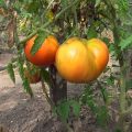 Eigenschaften und Beschreibung der Tomatensorte Bull Stirn