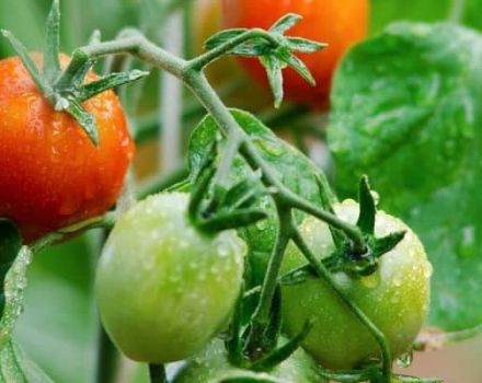 Beskrivning av variationen av tomat Natali, funktioner för odling och vård