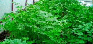 Cómo cultivar correctamente el cilantro en un invernadero