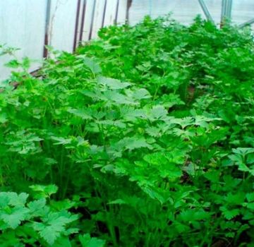 How to properly grow cilantro in a greenhouse