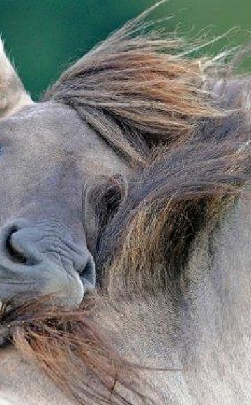 Způsoby infekce a příznaky onemocnění koňovitých, pokyny k léčbě