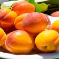 Beskrivning av de bästa sorterna av aprikoser för odling i Leningrad-regionen, plantering och skötsel