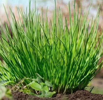 Descrizione delle varietà di erba cipollina, in particolare coltivazione e cura