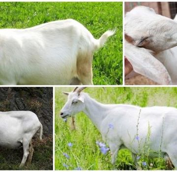 Pot una cabra embarassada caminar durant el període i quant, senyals i què fer