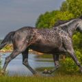 Историја и опис коња пасмине Карацхаи, правила и трошкови одржавања