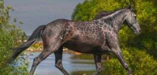 Historik och beskrivning av hästar av rasen Karachai, underhållsregler och kostnader