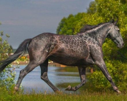 Karachai veislės arklių istorija ir aprašymas, priežiūros taisyklės ir kaina