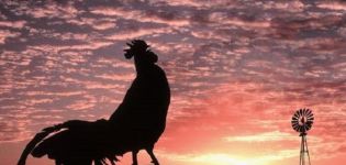 Varför hanar kråka på morgonen och orsakerna till bristen på kråka